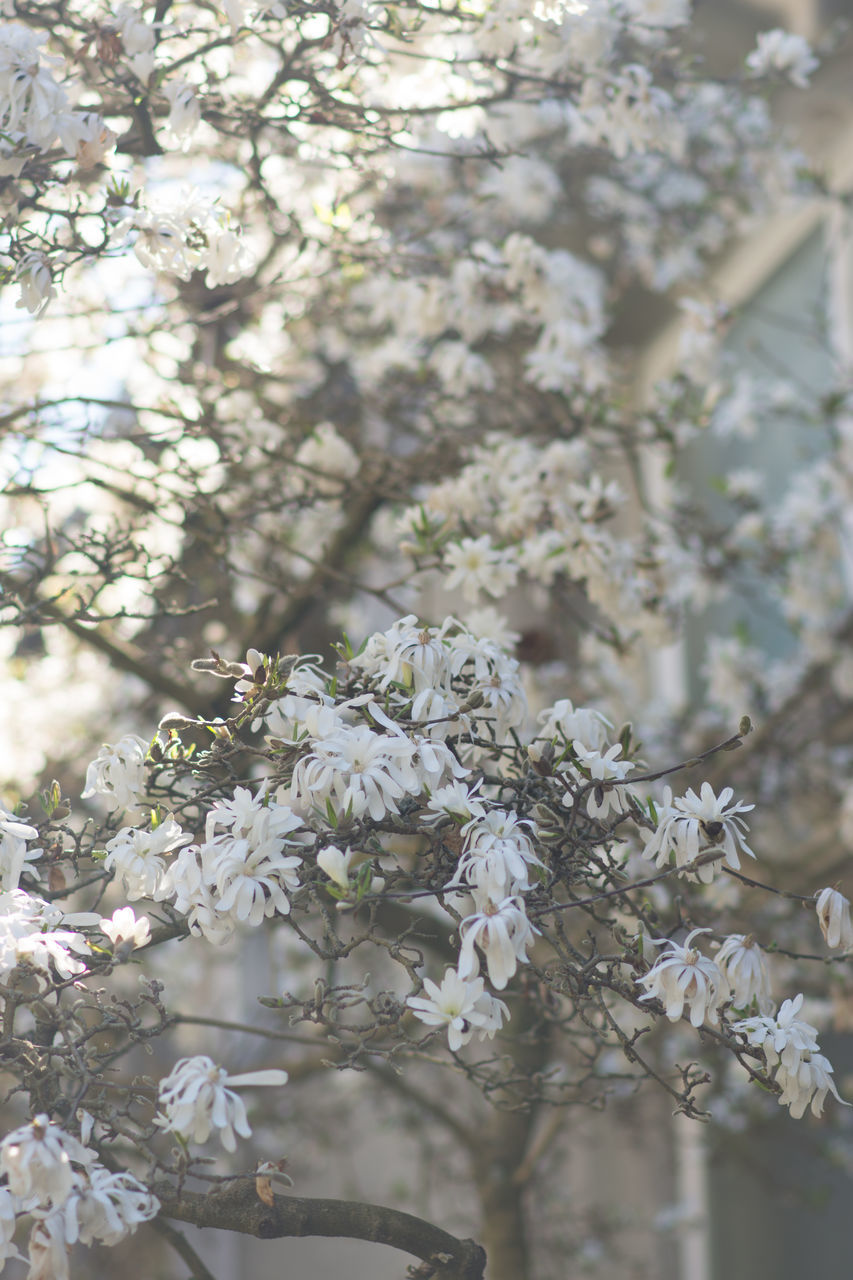 CLOSE-UP OF WHITE APPLE BLOSSOMS IN SPRING