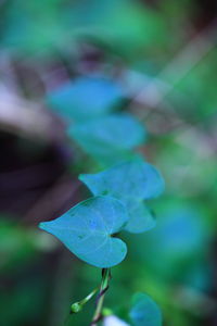 Close-up of plant against blue sky