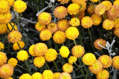 Close-up of yellow flowering plants