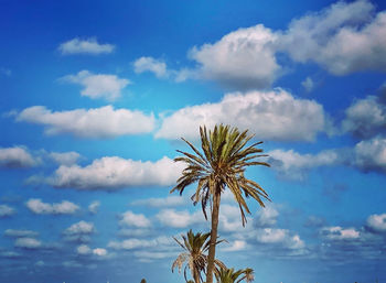 Palm tree trunk and leaves against a blue sky with fluffy white cloud