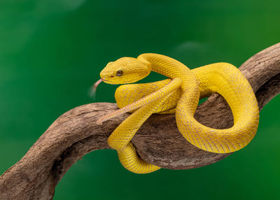 Close-up of snake