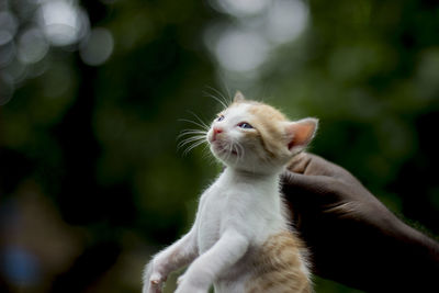 Cropped image of person holding kitten 