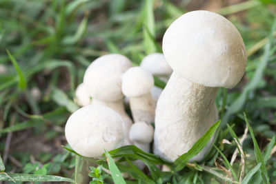 Close-up of mushrooms