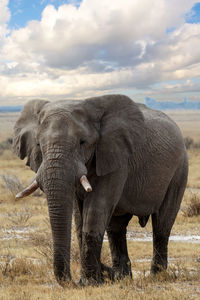 Elephant in a field