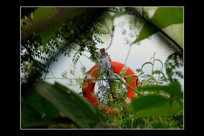 Close-up of red leaves on tree