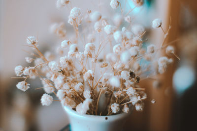 Close-up of white cherry blossom tree
