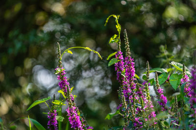 Close-up of purple flowering plants