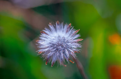 Close-up of purple flowering plant