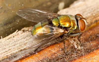 Close-up of insect