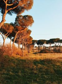 Trees against clear sky