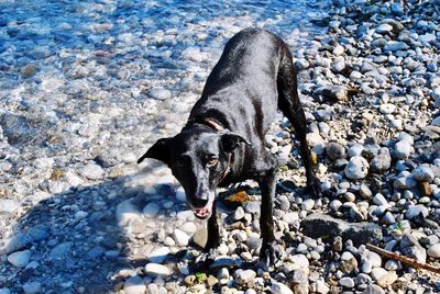 Portrait of black dog on pebbles