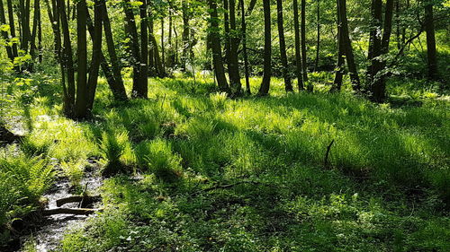 Trees growing in forest