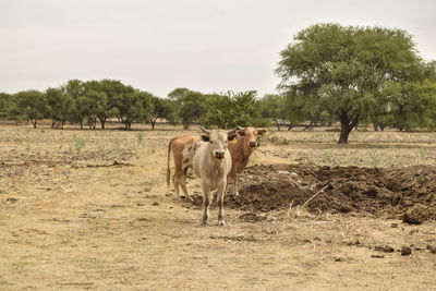 Cows standing in a field