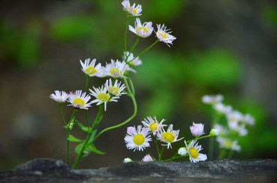 Close-up of white flowering plant