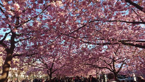 Low angle view of cherry tree