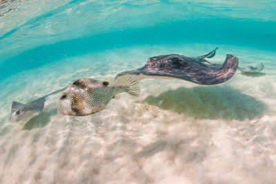 Stingrays and trunk fish swimming past 