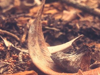 Close-up of lizard