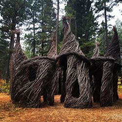 View of tree trunk in forest