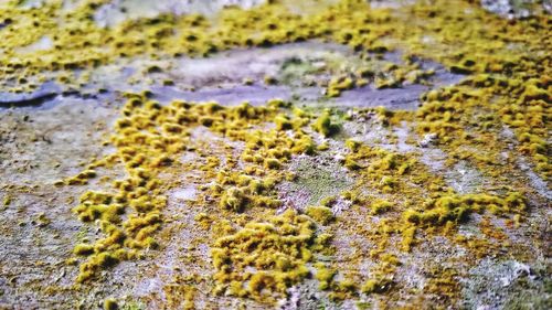 Full frame shot of lichen on moss covered land