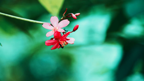 Close-up of red flowering plant