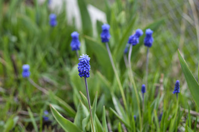 Close-up of purple flowering plants on field