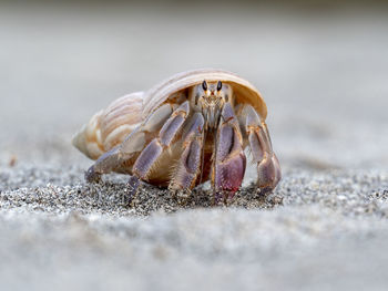 Close-up of crab on beach