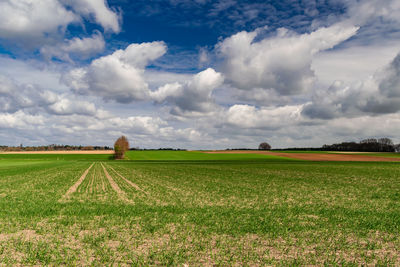 Scenic view of agricultural field against sky