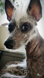 Close-up portrait of a dog looking away