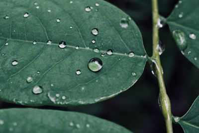 Close-up of raindrops on leaf