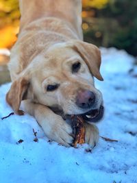 Close-up of a dog on snow