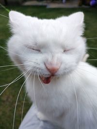 Close-up of white cat