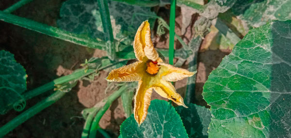 Close-up of yellow leaves on plant