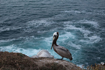 Bird on shore