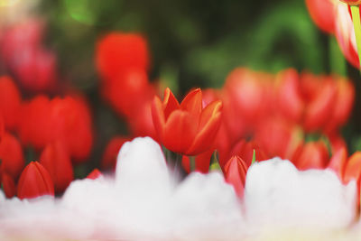 Close-up of red tulips