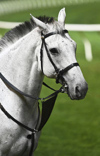 Close-up of horse on field