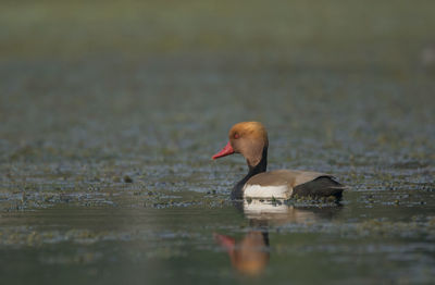 Duck swimming in lake