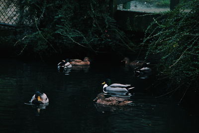 Ducks swimming in lake