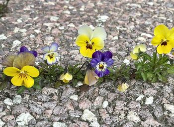 flowering plant