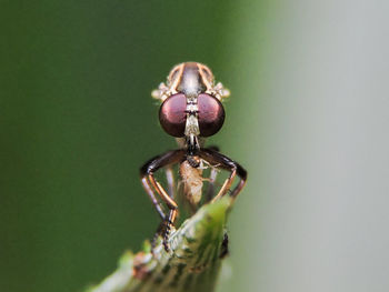 Close-up of dragonfly