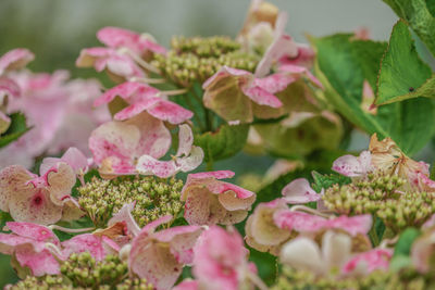 Close-up of pink flowering plants