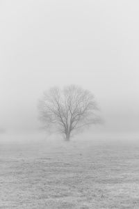 Bare tree on field against clear sky