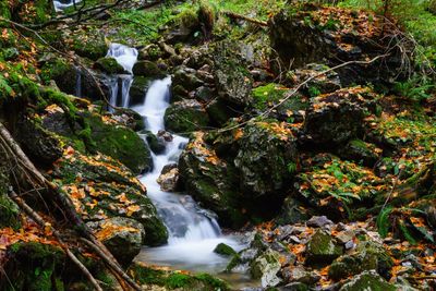 Scenic view of waterfall in forest