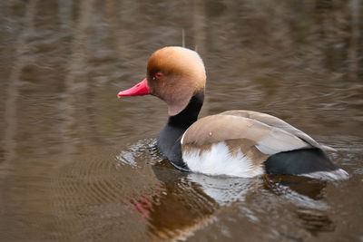 Close-up of duck swimming in lake