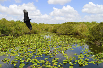 Black vulture latin name coragyps atratus flying over the everglades national park