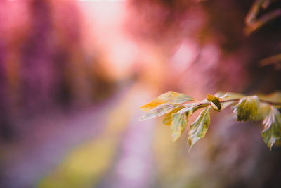 Close-up of pink flowering plant during autumn