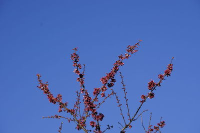 Low angle view of flowering plant against clear blue sky