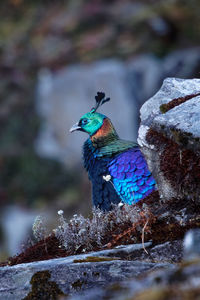 Close-up of bird perching on rock