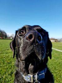 Close-up of dog on field against sky