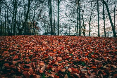 View of autumnal trees in the forest