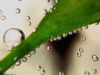 Close-up of water drops on leaf